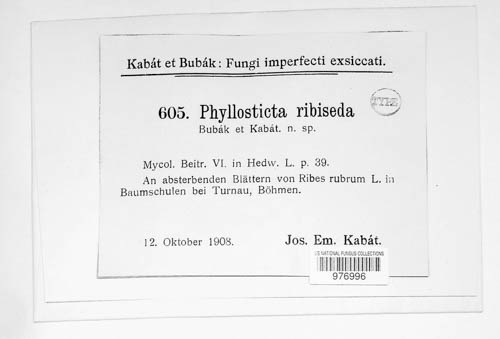 Phyllosticta ribiseda image